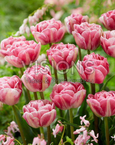 Tulip Vogue Tulip Vogue
