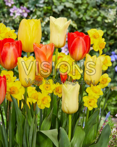 Tulipa en Narcissus mix