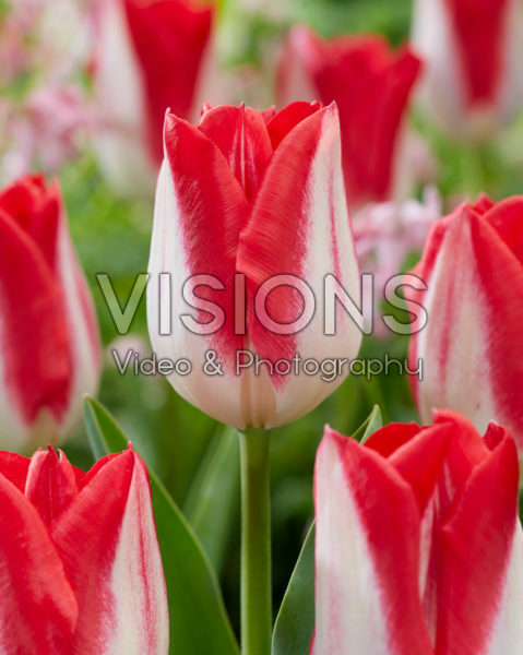 Tulipa Red Fire Tulipa Red Fire