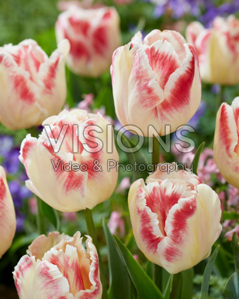 Tulipa Blushing Parrot Tulipa Blushing Parrot