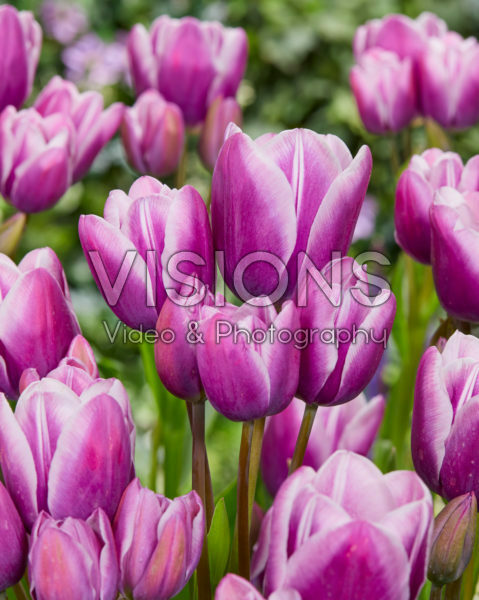 Tulipa Purple Elegance