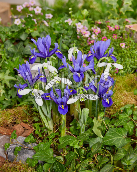 Galanthus elwesii Mount Everest®,  Iris reticulata Harmony