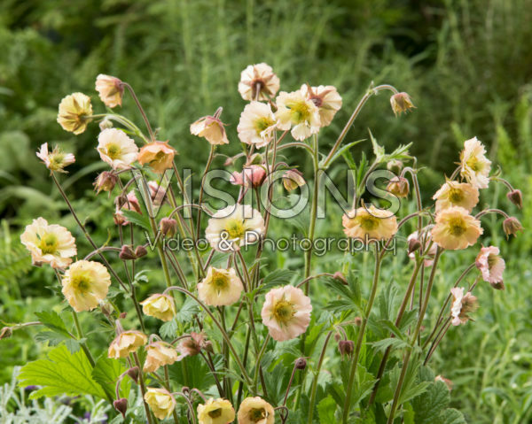 Geum Censation™ Apricot Pearl Geum Censation™ Apricot Pearl