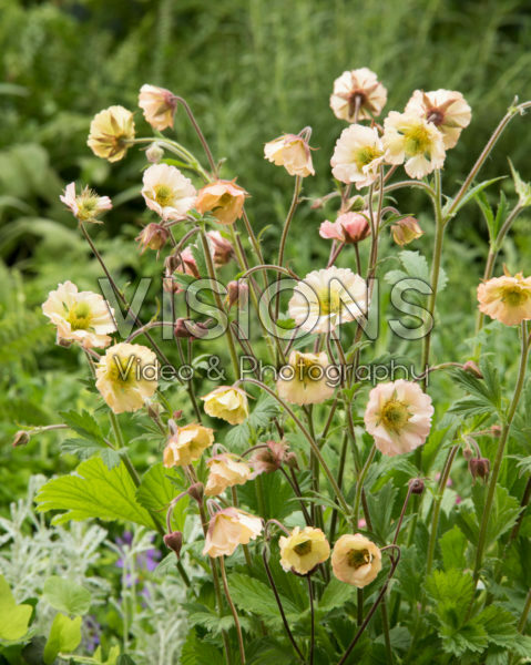 Geum Censation™ Apricot Pearl Geum Censation™ Apricot Pearl
