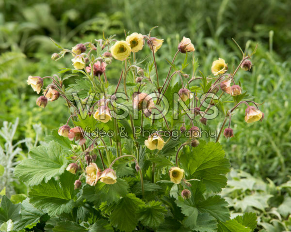 Geum Censation™ Two Tone Pearl Geum Censation™ Two Tone Pearl