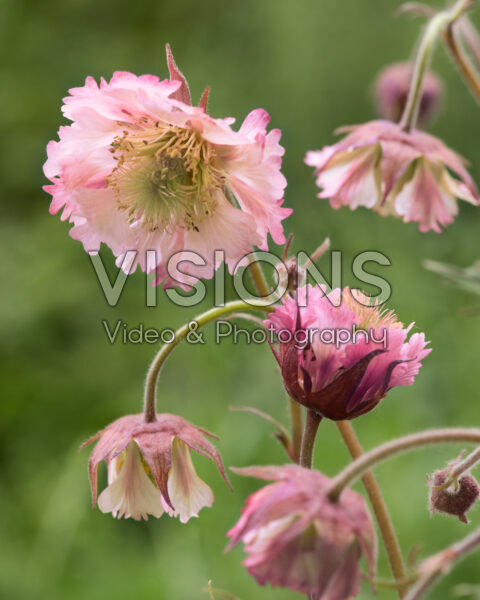Geum Censation™ Pink Fluffy Geum Censation™ Pink Fluffy