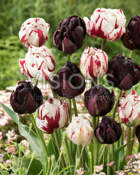 Tulipa Carnaval de Nice, Black Hero®
