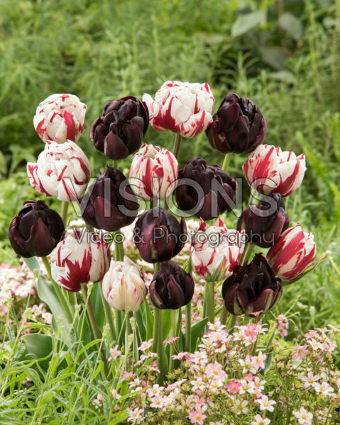 Tulipa Carnaval de Nice, Black Hero®