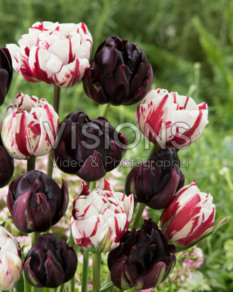 Tulipa Carnaval de Nice, Black Hero