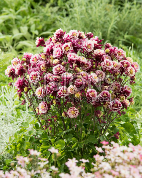 Aquilegia vulgaris Winky Double Red-White Aquilegia vulgaris Winky Double Red-White