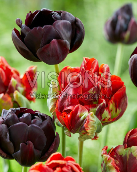 Tulipa Rococo Double, Black Hero®