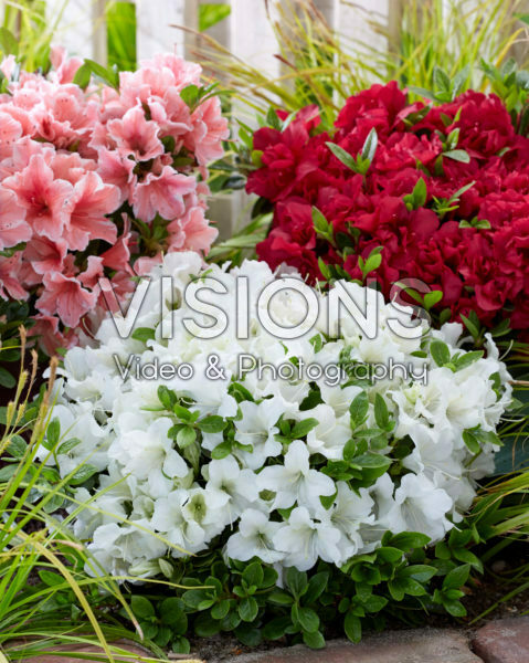 Rhododendron Encore® Autumn Fire, Sunburst, Pure White Rhododendron Encore® Autumn Fire, Sunburst, Pure White