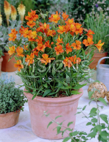 Alstroemeria aurea Orange King Alstroemeria aurea Orange King