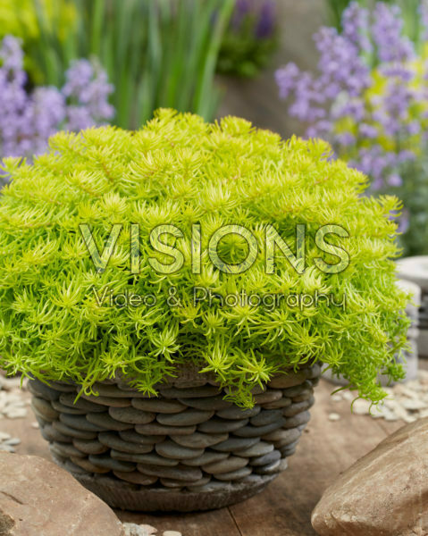 Sedum SunSparkler® Angelina’s Teacup Sedum SunSparkler® Angelina’s Teacup