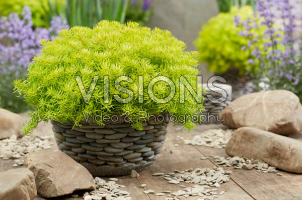 Sedum SunSparkler® Angelina’s Teacup