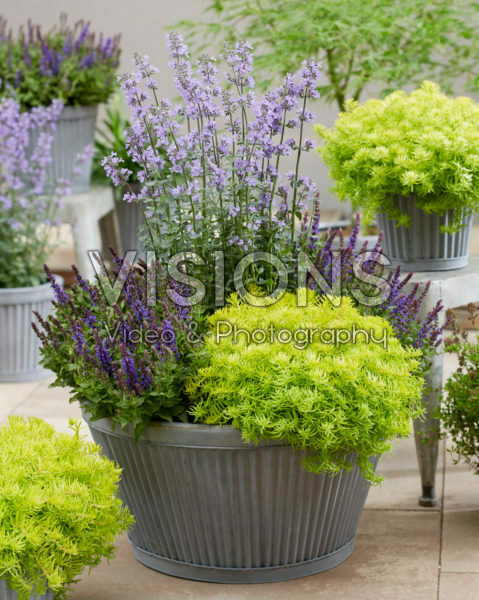 Sedum SunSparkler® Angelina’s Teacup