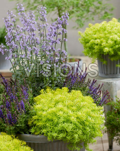 Sedum SunSparkler® Angelina’s Teacup Sedum SunSparkler® Angelina’s Teacup
