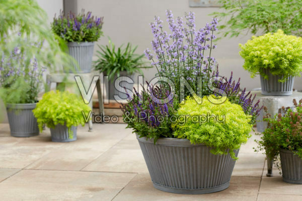 Sedum SunSparkler® Angelina’s Teacup