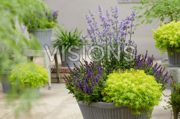 Sedum SunSparkler® Angelina’s Teacup