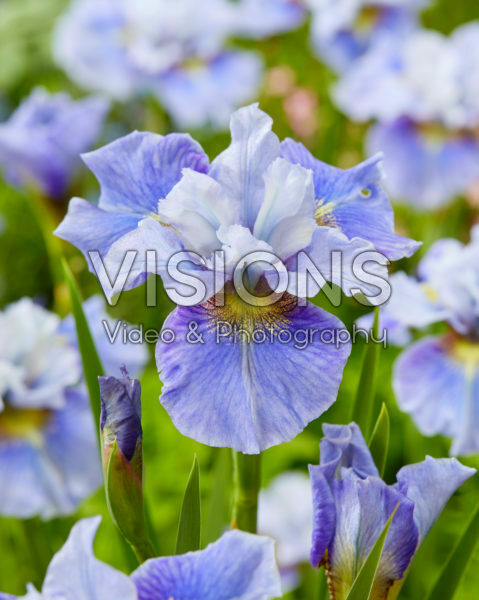 Iris sibirica Mission Bay