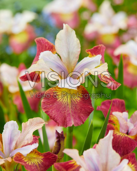 Iris sibirica Sugar Rush