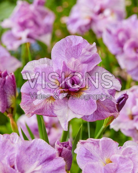 Iris sibirica Roze parfait