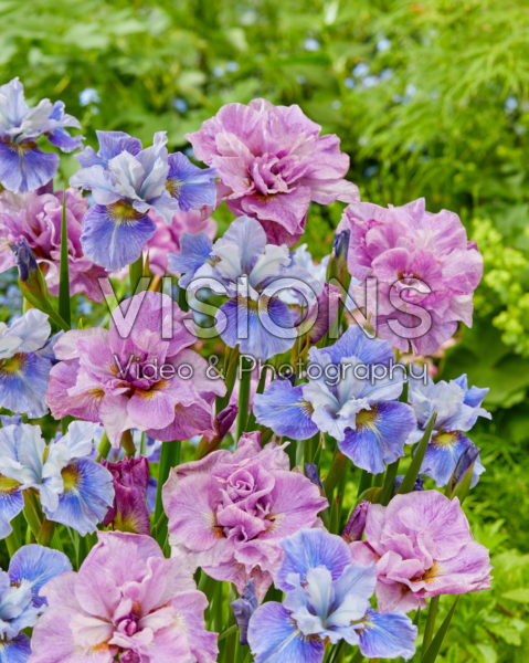 Iris sibirica Mission Bay, Pink Parfait