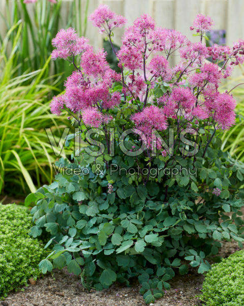 Thalictrum Little Pinkie