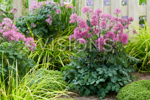 Thalictrum Little Pinkie Thalictrum Little Pinkie