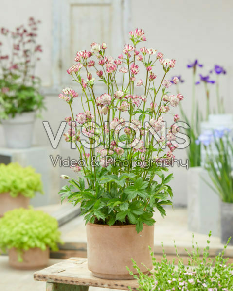 Astrantia major Sparkling Stars Pink