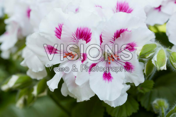 Pelargonium Elegance Royalty White * 