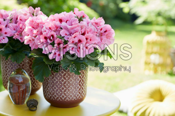 Pelargonium grandiflorum