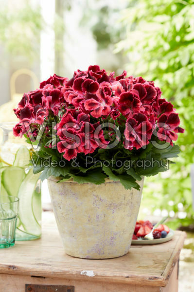 Pelargonium Elegance Kate *   