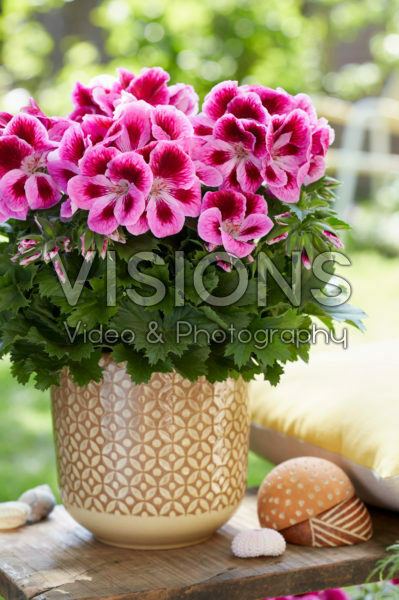 Pelargonium grandiflorum