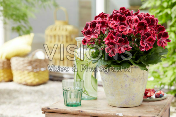 Pelargonium Elegance Kate *   