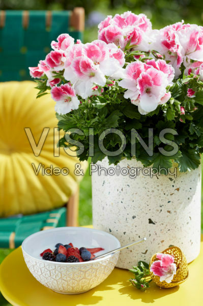 Pelargonium grandiflorum Don Donatello