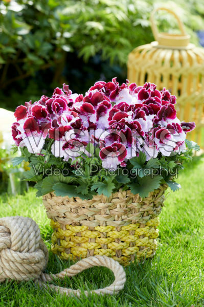 Pelargonium grandiflorum