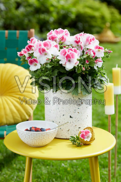 Pelargonium grandiflorum Don Donatello