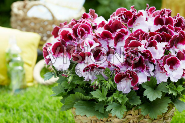Pelargonium grandiflorum