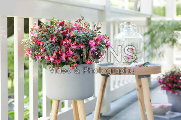 Bella Fuchsia ® Susanna * 