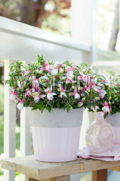 Bella Fuchsia® Lisa * 