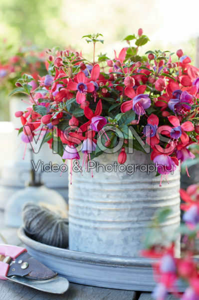 Bella Fuchsia® Sarah * 