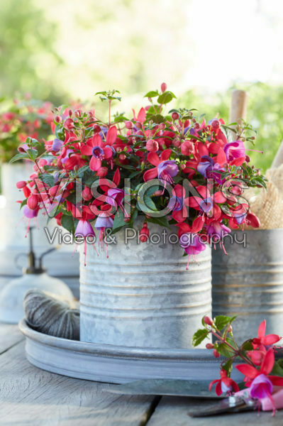 Bella Fuchsia® Sarah * 