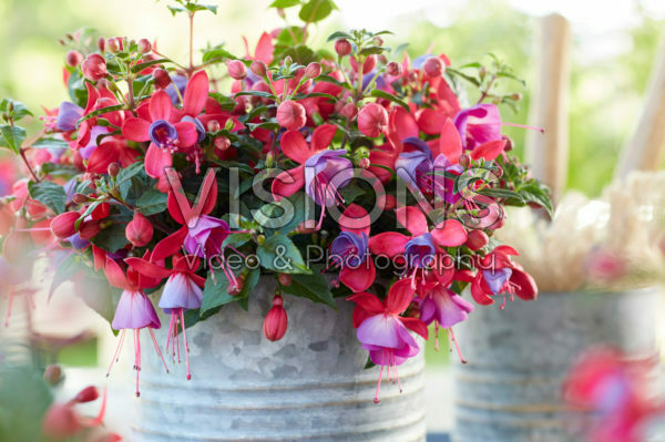 Bella Fuchsia® Sarah * 