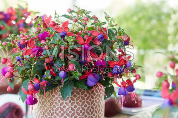 Bella Fuchsia® Vera * Bella Fuchsia® Vera *