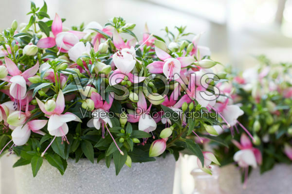 Bella Fuchsia® Lisa * Bella Fuchsia® Lisa *