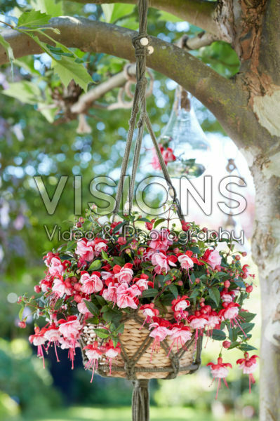 Bella Fuchsia® Laura *