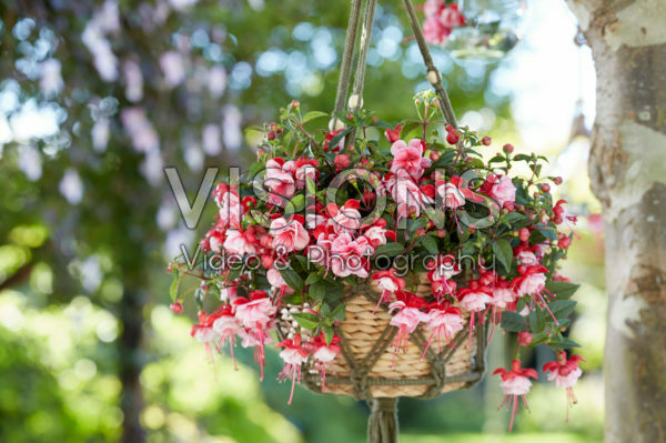 Bella Fuchsia® Laura *