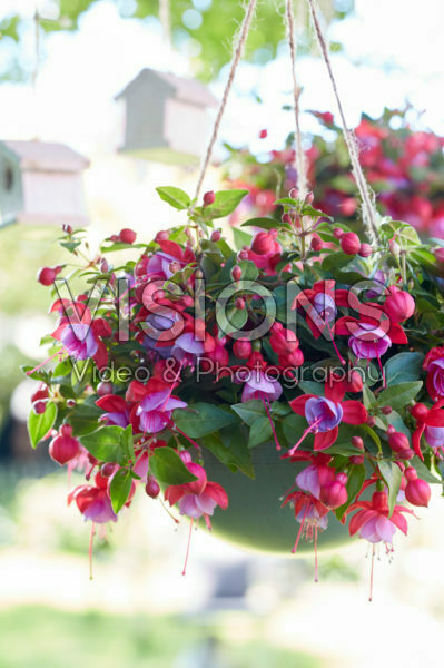 Bella Fuchsia® Lydia *