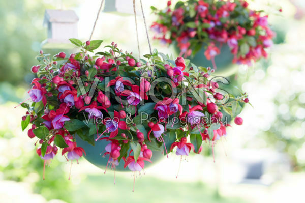 Bella Fuchsia® Lydia *